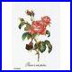 Cross-stitch-kit-Rose-Redoute-2030A-Thea-Gouverneur-18ct-01-rv