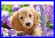Diamond-Painting-Puppy-Dog-In-The-Purple-Basket-Lovely-Flowers-Design-Embroidery-01-wu