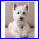 Diy-Cross-Stitch-Terrier-Dog-Diamond-Embroidery-Painting-Cute-Pet-Puppy-5D-Full-01-sde