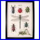 Thea-Gouverneur-Cross-Stitch-Kit-Insects-Counted-Aida-14-Embroidery-DMC-Supplies-01-mdku