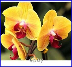 Yellow Orchids Flower Diamond Painting Lovely Design Embroidery House Decoration