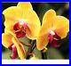 Yellow-Orchids-Flower-Diamond-Painting-Lovely-Design-Embroidery-House-Decoration-01-yx